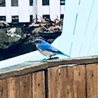 Blue jay