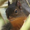 Douglas Squirrel