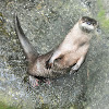 North American River Otter