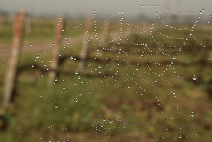 Geometrie agricole di ansanet