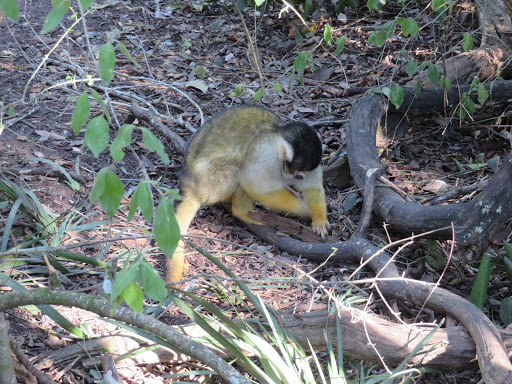 Monkeying Around in South Africa 2017