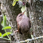 Wren