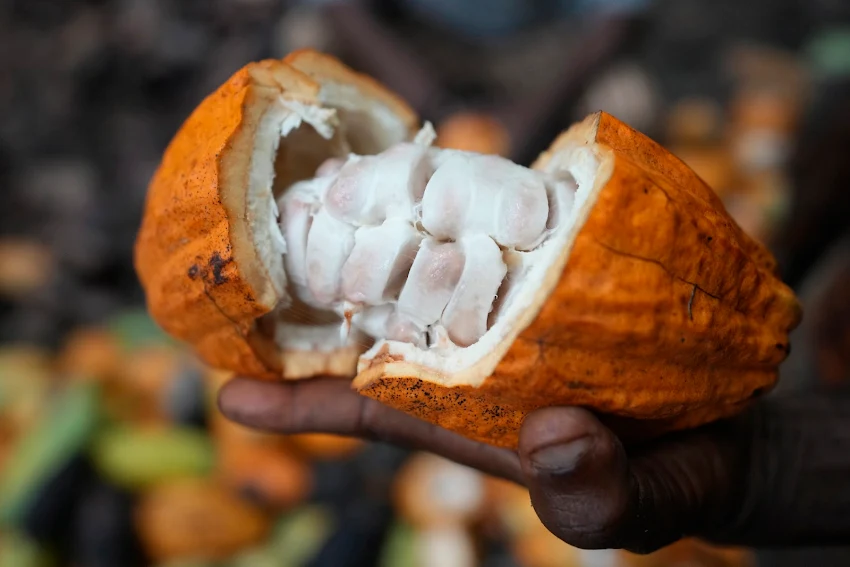 Krčenje šuma u Nigeriji zbog čokolade