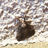 White-marked Tussock Moth