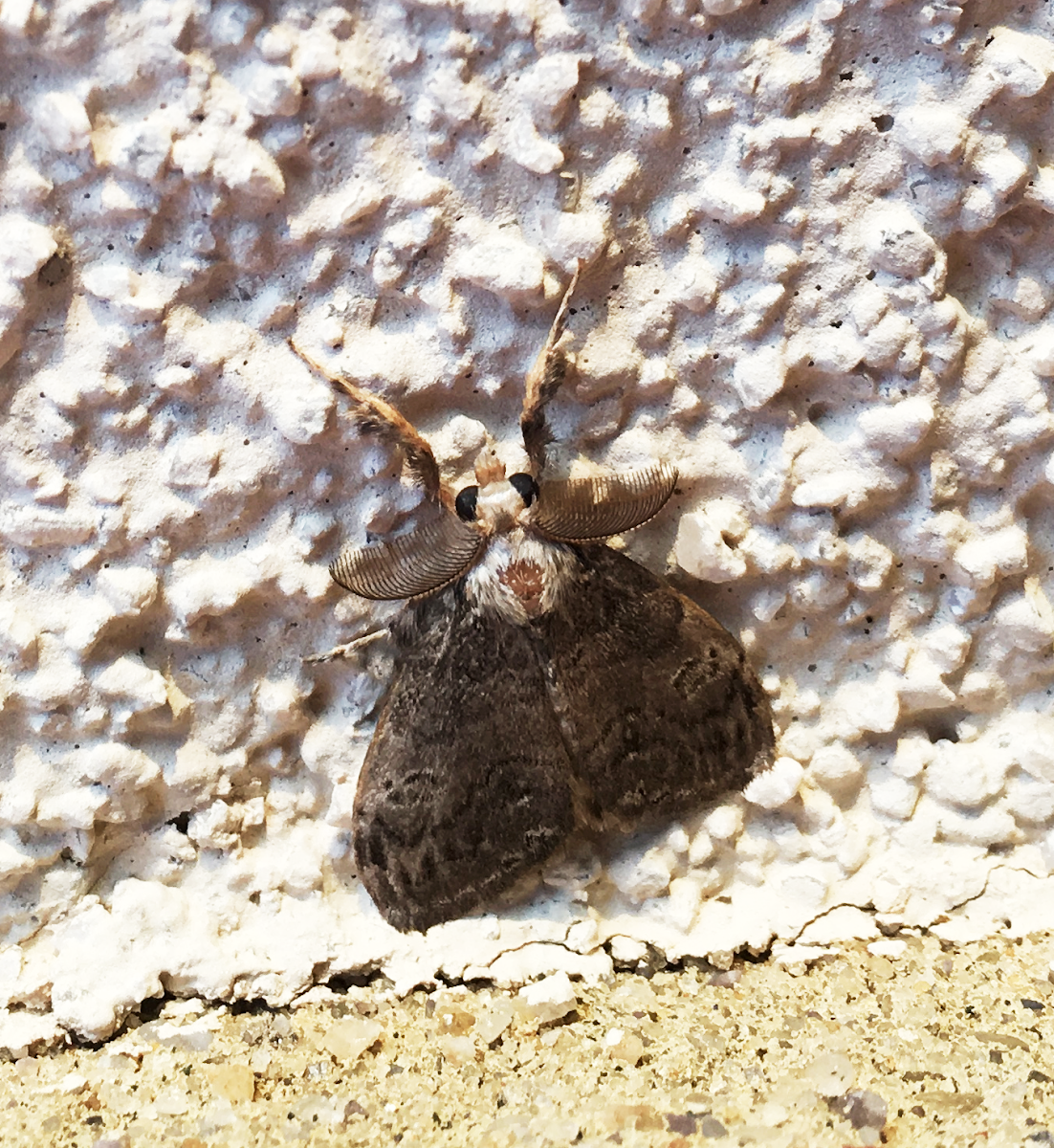 White-marked Tussock Moth