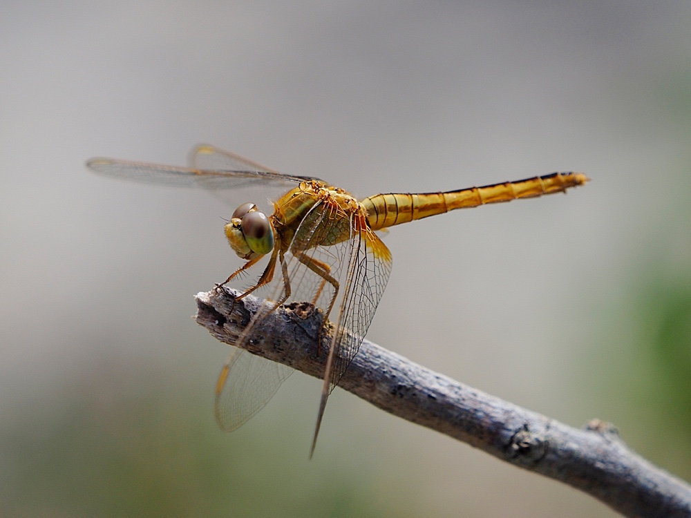 Libélula (Scarlet skimmer)