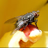 Blue bottle fly