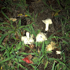 Meadow Mushroom