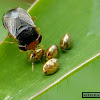 Red head big-eyed bug & eggs of Sweetpotato bug