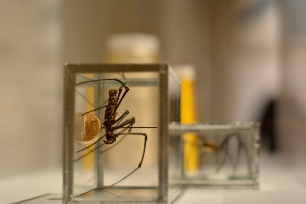 A Brief History of Harvesting Spider Silk