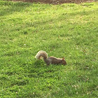 Eastern Grey Squirrel