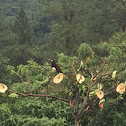 Montezuma Oropendola