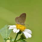 Lesser Grass Blue