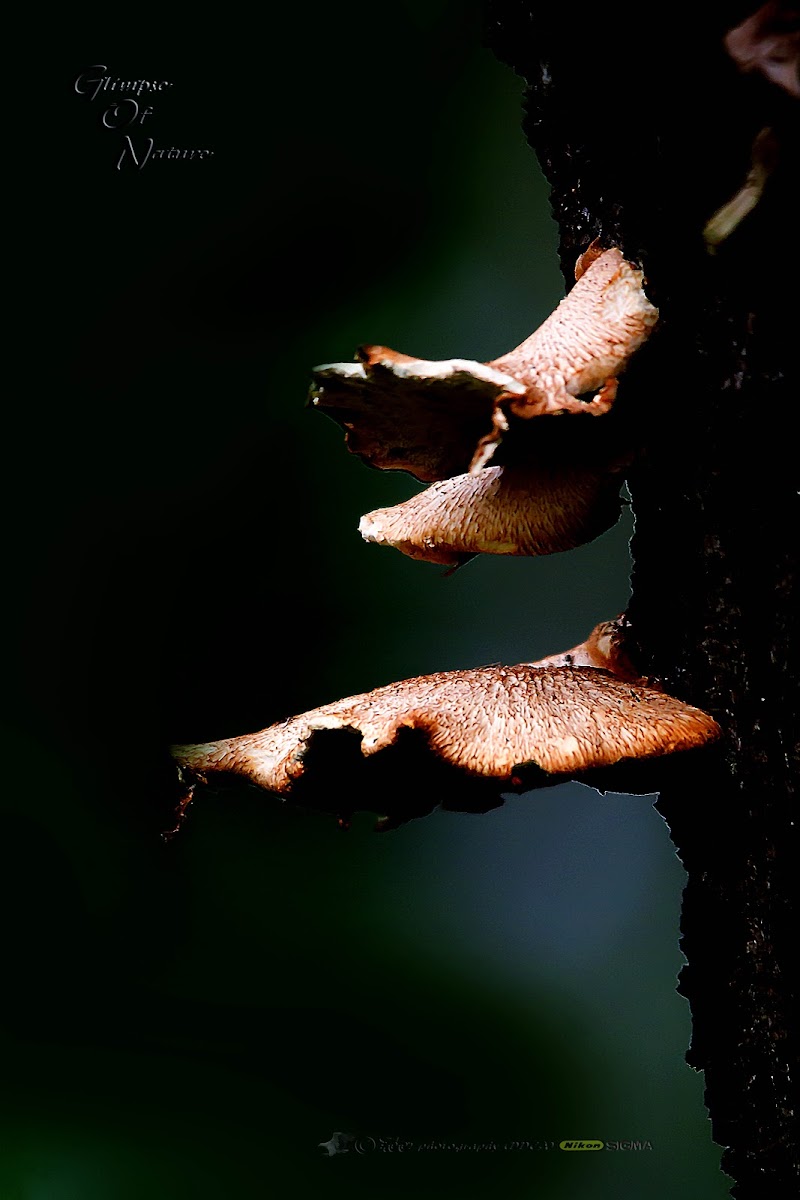 WILD MUSHROOM OF SRI LANKA