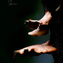 WILD MUSHROOM OF SRI LANKA