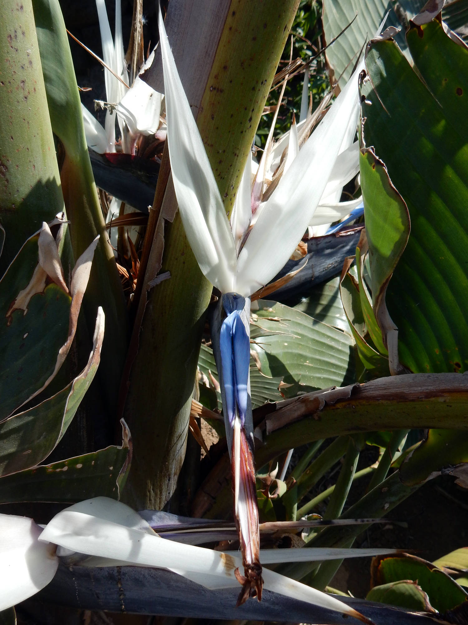 Strelizia augusta in fiore di clic