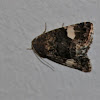 Four-spotted Moth