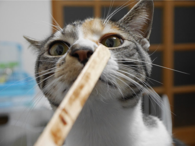 スカイラインクーペの猫紹介・車以外・愛猫に関するカスタム事例の投稿画像1枚目