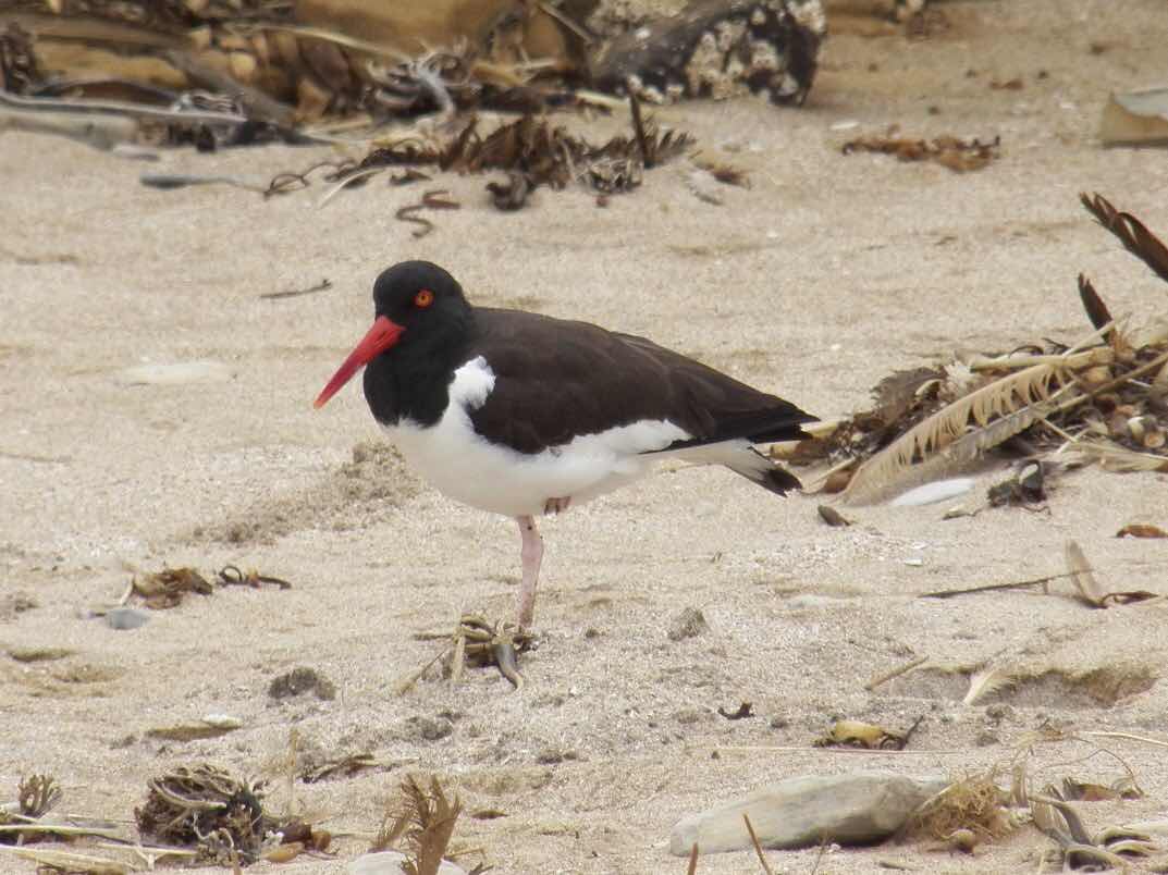 Red Eye Oyster Catcher, Islas Ballestas, Peru