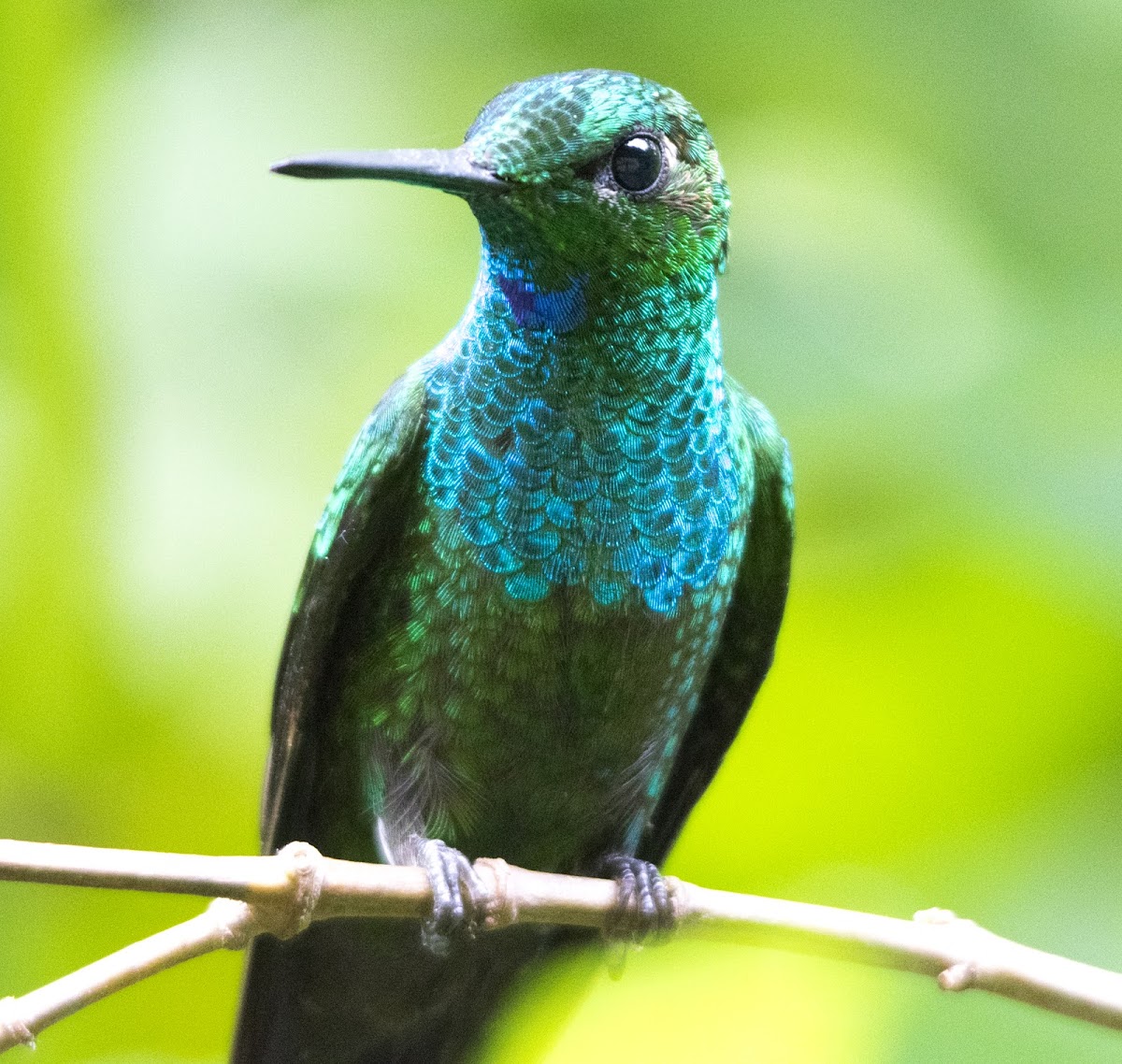 Green-crowned brilliant