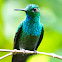 Green-crowned brilliant