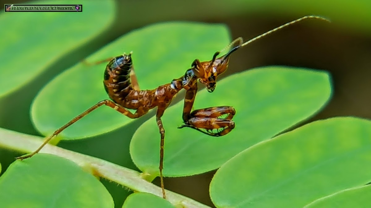 Banded flower mantis