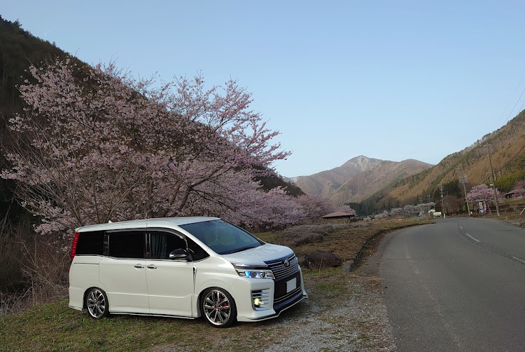 ヴォクシーの桜とコラボ・サクラと愛車・早朝撮影・愛車の横顔に関するカスタム事例の投稿画像7枚目