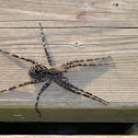 Dark Fishing Spider