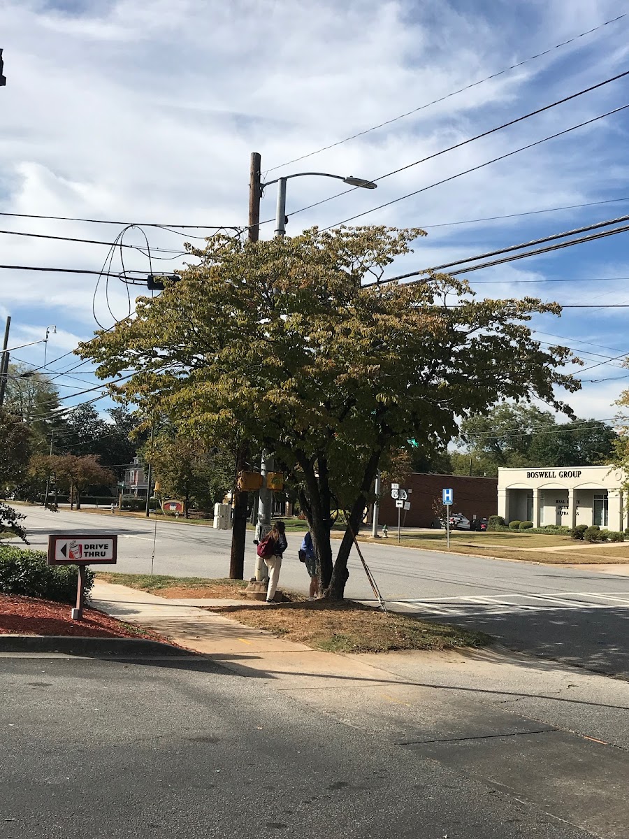 Oak Tree