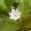 Arctic Starflower