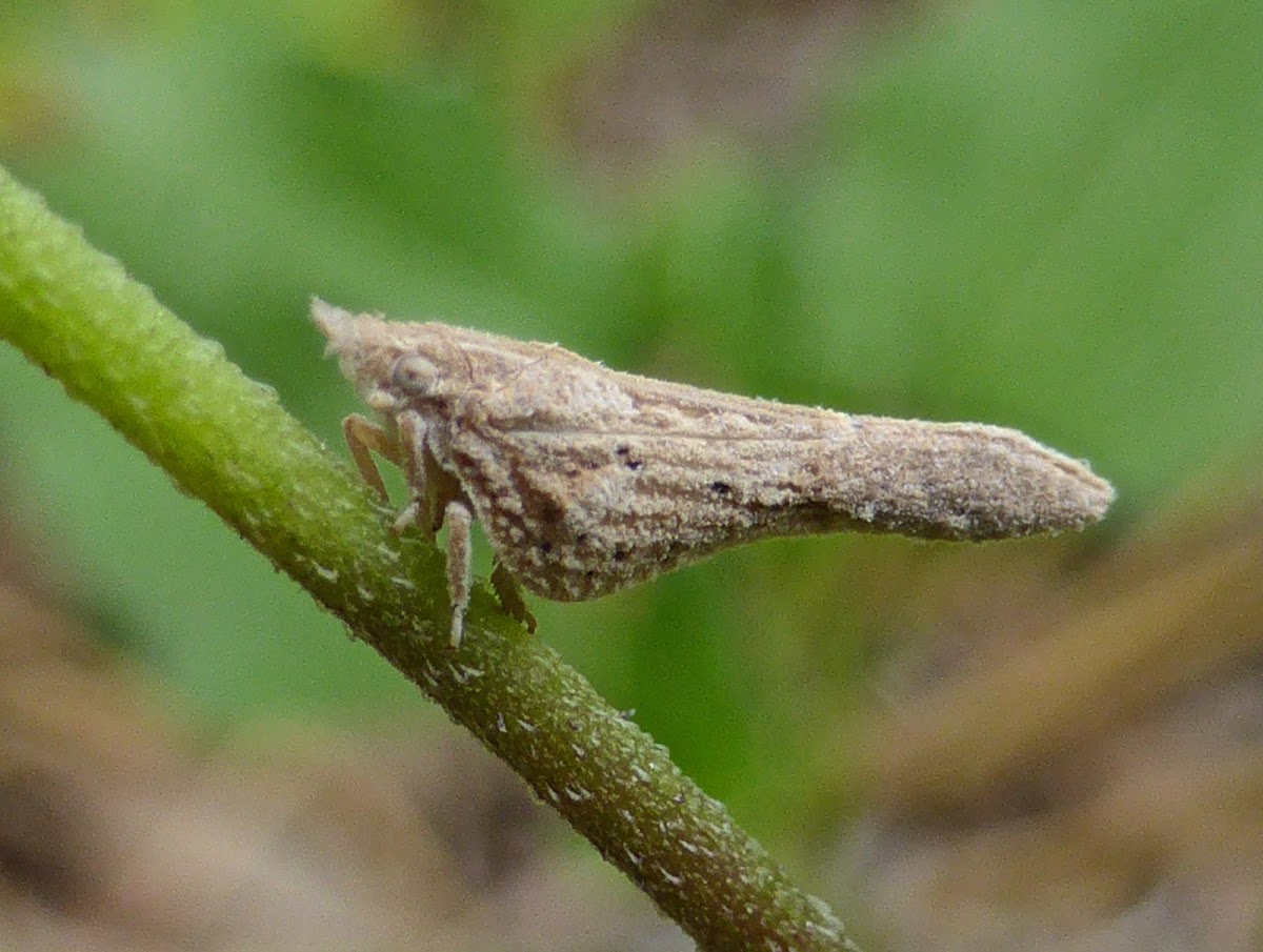 Flatid Planthopper