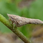 Flatid Planthopper