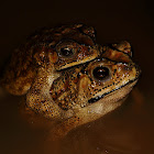 Asian common toad