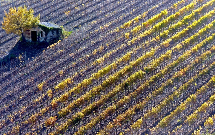 L'albero e il capanno di ombry