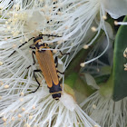 Yellow Soldier Beetle