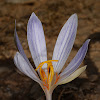 Netted Crocus