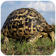 Download Turtle WallpaperHD For PC Windows and Mac