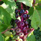 American Poke Weed