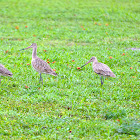 Marbled Godwits