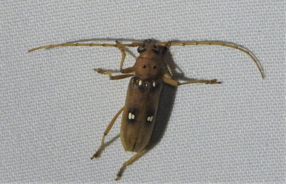 Ivory-marked borer