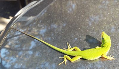 Green Anole