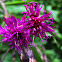 New York Ironweed