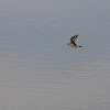 Killdeer