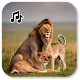 Download Lion Sounds For PC Windows and Mac 1.1.3