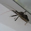 Kissing Bug