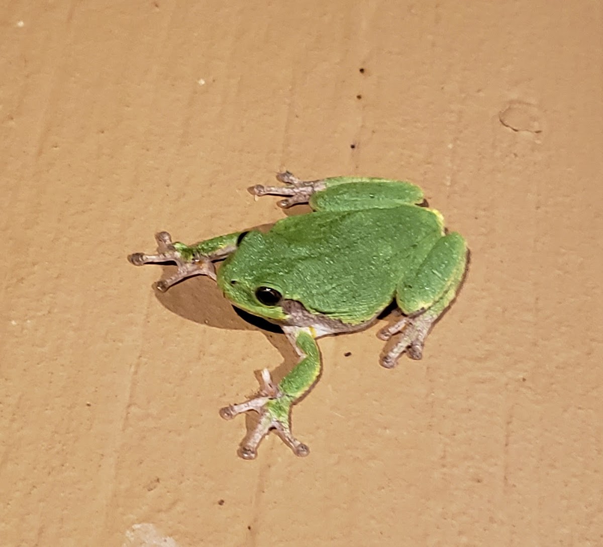 Gray Treefrog