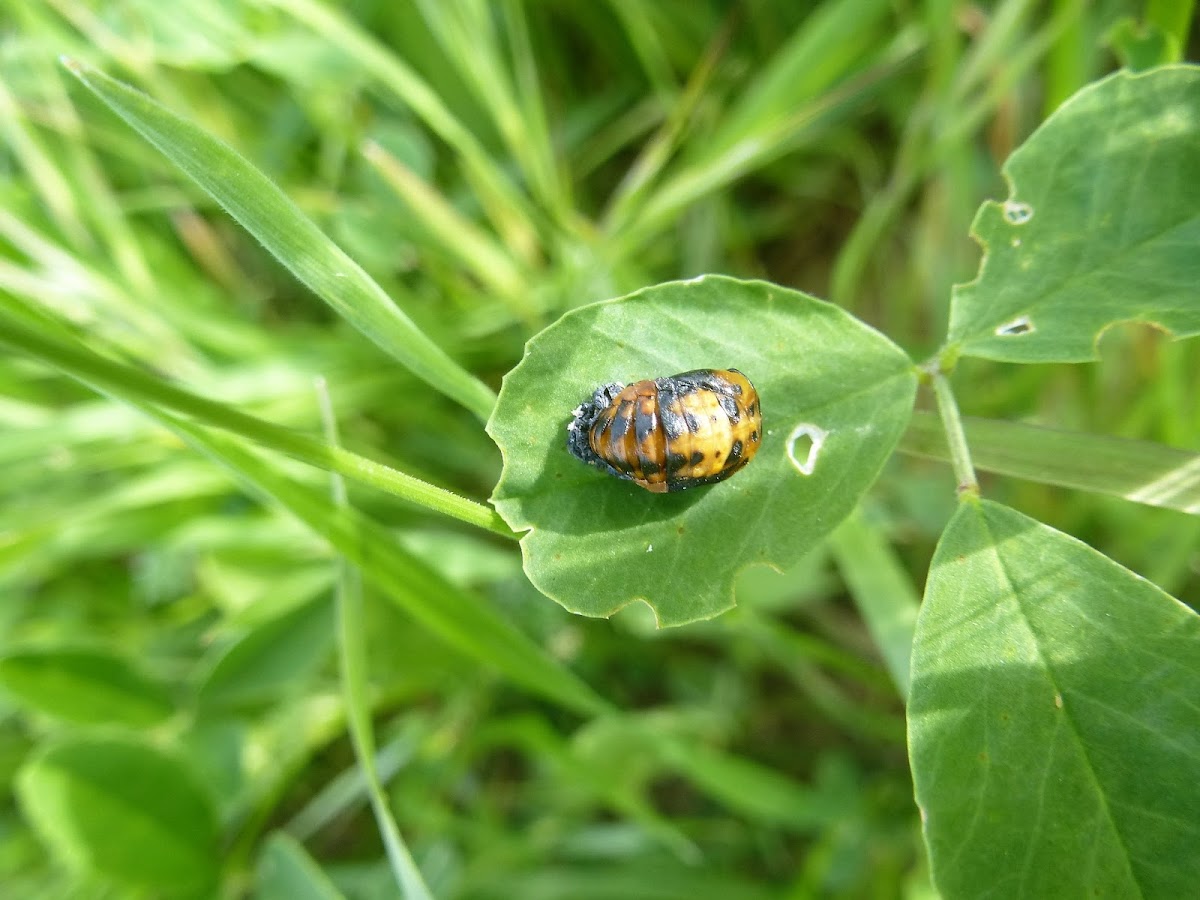 Ladybug Pupa