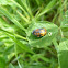 Ladybug Pupa