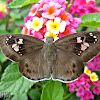 COMMON SNOW FLAT or PIED FLAT BUTTERFLY