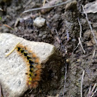 Tussock moth caterpillar